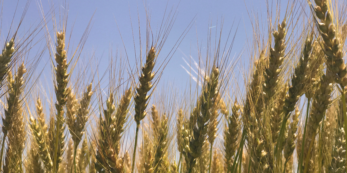 Gold wheat with blue sky in background